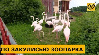 Секретные места Минского зоопарка