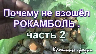 РОКАМБОЛЬ ВЕСЕННЕЙ ПОСАДКИ 2