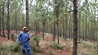 Low and high pruning in pine plantation forests