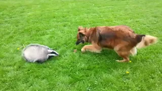 Badger and dog playing and having fun!