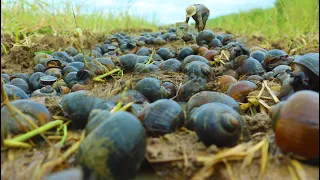 Amazing! fishing season come When the water recedes In the field - A lot of Catch Snail Crab A lot