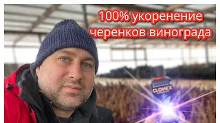 100 % способ укоренения черенков Винограда🍇 Выращивание 🍇в Татарстане. Как укоренить черенок! 1 ч.