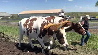 Plowing at Betsy’s Farm Stand - May, 2023 #oxen #cattle #farming #history #newengland #