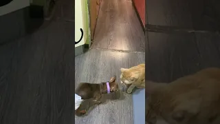 Кот пристает к собаке