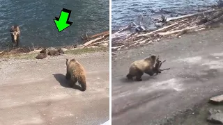 MADRE ALCE LUCHA POR SU CRIA CONTRA OSO