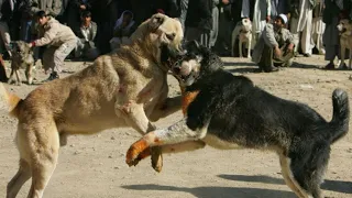 Top Ten Big Bad Guard Dogs - Kangal, Pitbull, Tibetan Mastiff