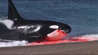 É por este motivo que você não deve ficar sozinho na Praia