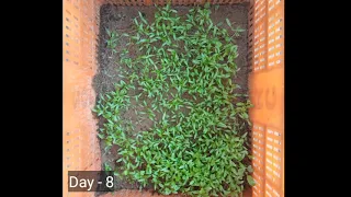 Timelapse of dhania (coriander ) Day 1-10 #timelapse #plant #reel