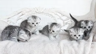 Mom cat with 4 meowing kittens(no added music pure cuteness)#cat #catmeowing