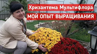 Хризантемы Мультифлора!!! Мой  Опыт Выращивания!!!