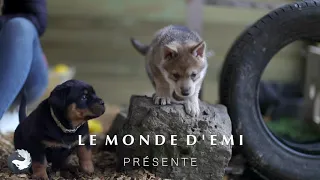 Le Monde d'Emi - Frigg chiot chien-loup de Saarloos rencontre les bébés Rottweilers de 6 semaines