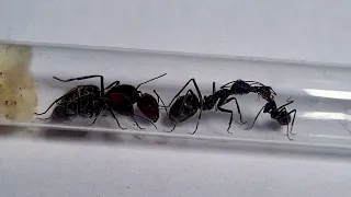 HUUUGEEE worker Camponotus singularis ant colony