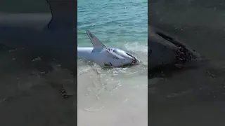 Four men rescue a stranded Mako shark in Pensacola, Florida