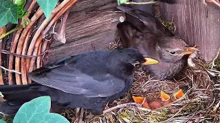 From Nest Site to Chicks Testing Their Wings. Wild Bird Live Nest Camera Highlights