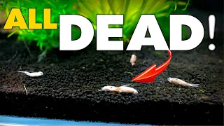ENTIRE TANK DEAD! (how did this happen) | MD Fish Tanks