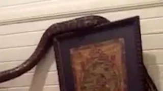 16-foot python sneaks into house