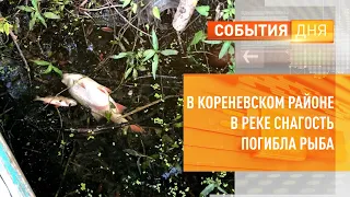 В Кореневском районе в реке Снагость погибла рыба