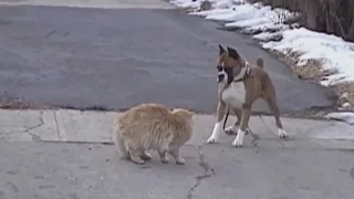 Смелый кот прогоняет собаку