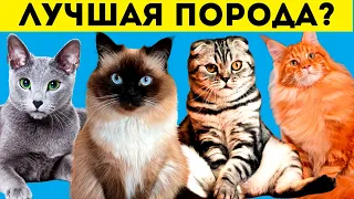 10 лучших пород кошек для новичков