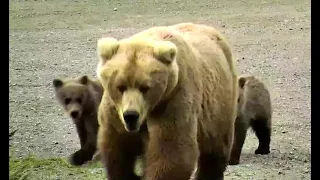 Mom 482 and her cubs. Explore.org 12 july 2021