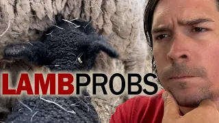 Help! I've Got Lamb Problems // Lamb Nursing Issues