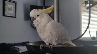 Cockatoo Zeus - Peeps & Tiny Kisses