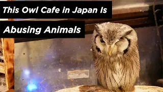 This Owl Cafe In Japan Is Abusing Animals. Please Stop.