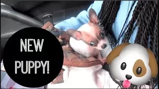 GETTING MY FIRST PET! (Teacup Chihuahua | Vlog