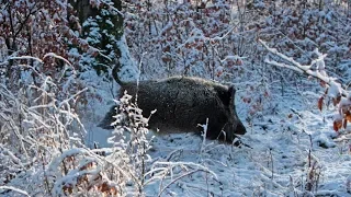 Охота на кабана 2018 | Нарезка лучших выстрелов | Wild boar hunting 2018