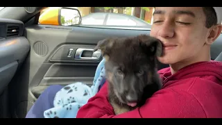 Getting a German shepherd puppy - German Shepherd 8 weeks old