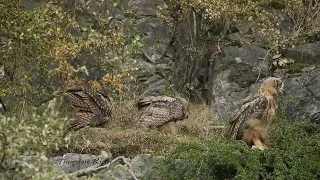 Nervöse Fotografen, jung Uhus beim Spielen