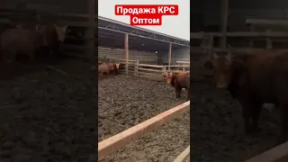 Продаём Оптом бычки и тёлочки экспорт из России 🇷🇺 порода Калмыцкая 🇷🇺💪🔥