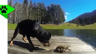 Funny Miniature Pinscher Tai Meets a Frog For The First Time