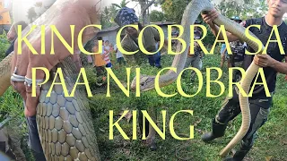 KING COBRA SINAGLIT LANG NI COBRA KING#cobraprince #cobraking #cobrateam