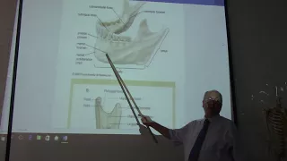 Anatomy of head & neck 16 (Mandible  , part 2 ) , by Dr. Wahdan