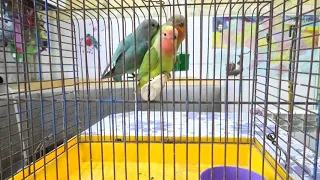 Как приручить попугая неразлучника.  How to tame a lovebird parrot.