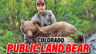 First PUBLIC LAND Bear! Colorado Hunt!