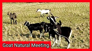 Goat and Boys Meeting Fristtime trying