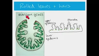 AS Biology - xerophytes