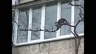 Кошка несет котенка домой