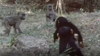 Chimpanzees vs Baboons - Baby Chimp vs Baby Baboon