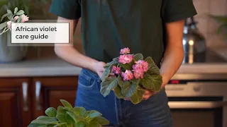 African violet care guide | How to Care for African Violets