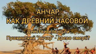 АНЧАР - ДЕЙСТВИТЕЛЬНО ЛИ ДРЕВО СМЕРti?