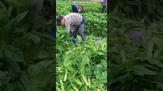 Stem Lettuce Farming #satisfying #shot