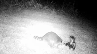 Skunk Sprayed Raccoon In the Face