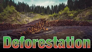 Deforestation | Causes and Effects | Video for Kids