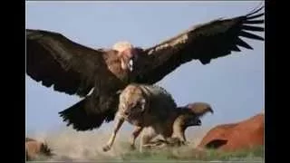 Biggest Animal Fight Eagle Vs Wolf