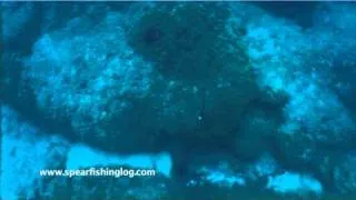 Spearfishing a Grouper in Cyprus | Speerfischen