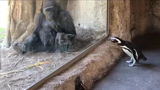 The animals at the Jacksonville Zoo are wondering where the people are