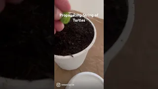 Propagating string of turtles